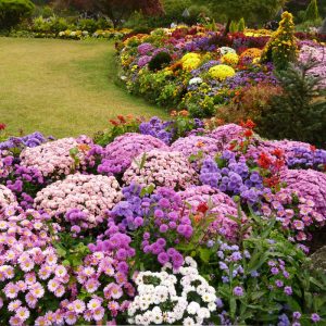 garden-of-morning-calm-flowers