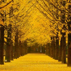 Nami-island-tree-lined-path-autumn