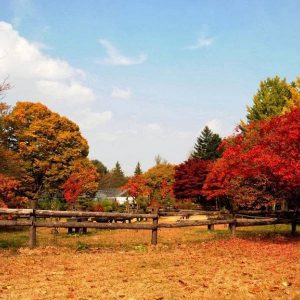 nami-island-fall-tree-red-leaves_square