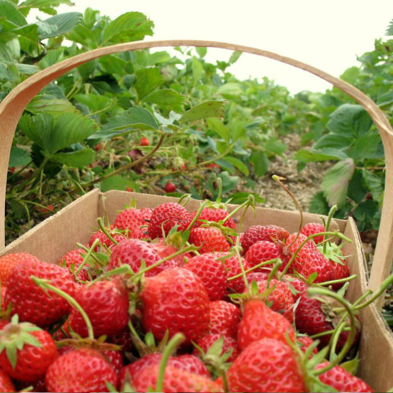 strawberry-picking-basket-korea-nami-island