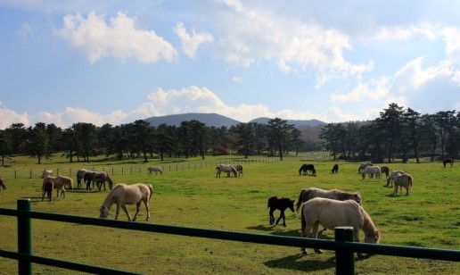 01-jeju-east-via-mt-halla-national-aprk