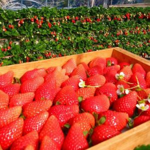 Nami-island-strawberry-picking