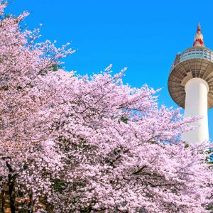 Cherry-blosoom-Korea-beautiful-Seoul-N-Seoul-Tower-Namsan