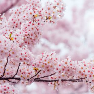 jinhae_cherry_blossom_festival_Korea_sakura_closeup