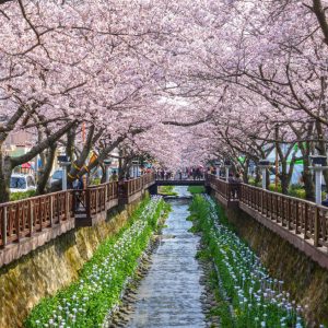 jinhae-cherry-blossom-festival-Korea-flower-street