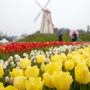 taean-tulip-festival-Korea-aerial-flower-field-view-close-up-yellow-korean-tulips