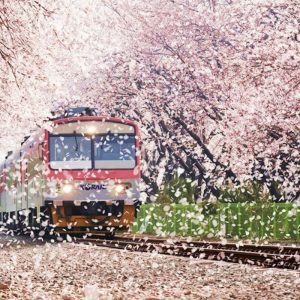 jinhae-cherryblossom-festival-busan