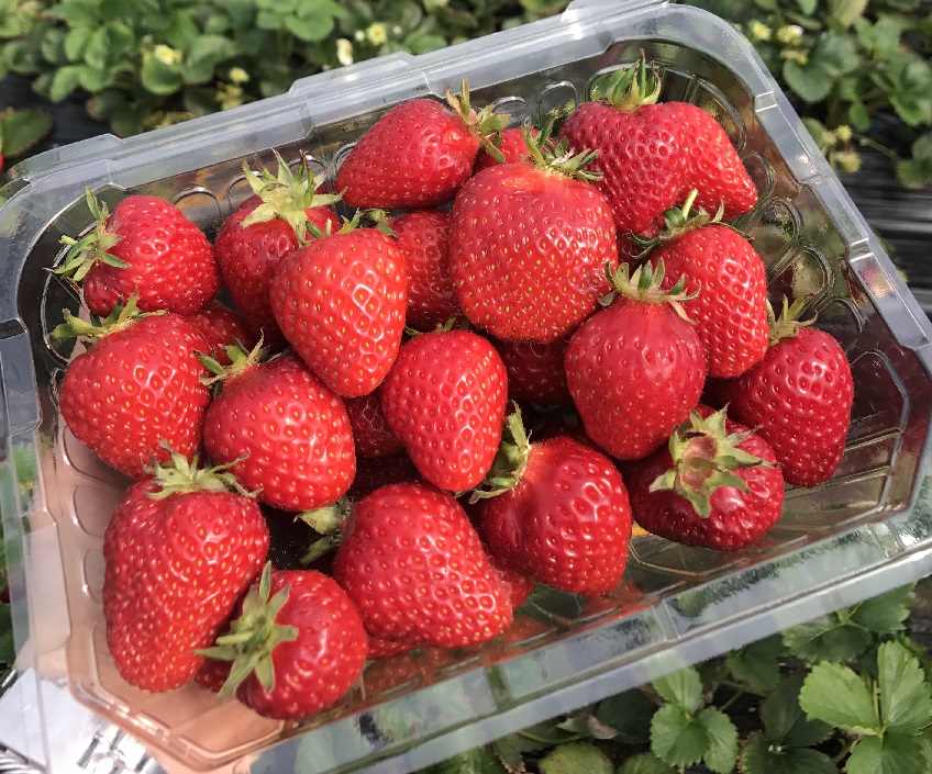 koreatraveleasy-strawberry-01