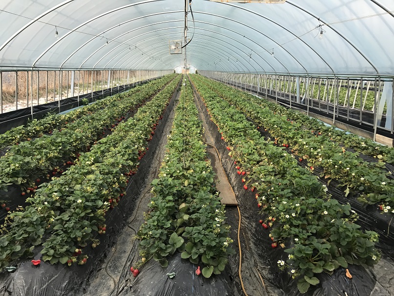 koreatraveleasy-strawberry-farm-01