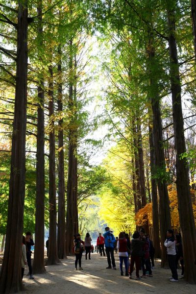 koreatraveleasy-nami-island-Metasequoia