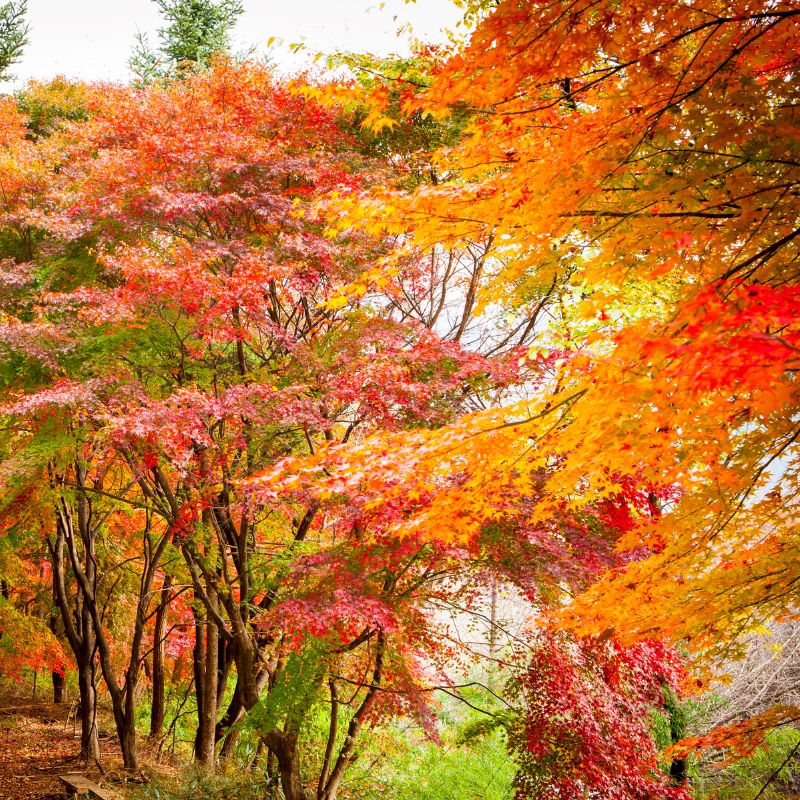 Gayasan_Mountain_Autumn