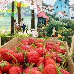 strawberry-farm-nami-island-petite-france-spring
