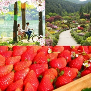 strawberry-farm-nami-island-garden-of-morning-calm-spring