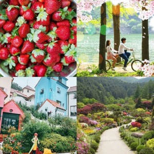 strawberry-farm-nami-island-petite-france-garden-of-morning-calm-spring
