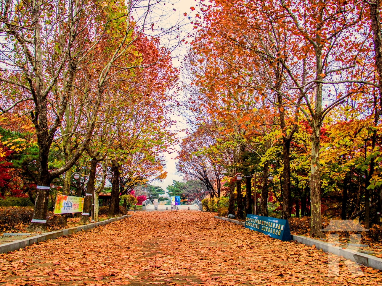 Seoul Fall Foliage 2024 - Joane Lyndsay