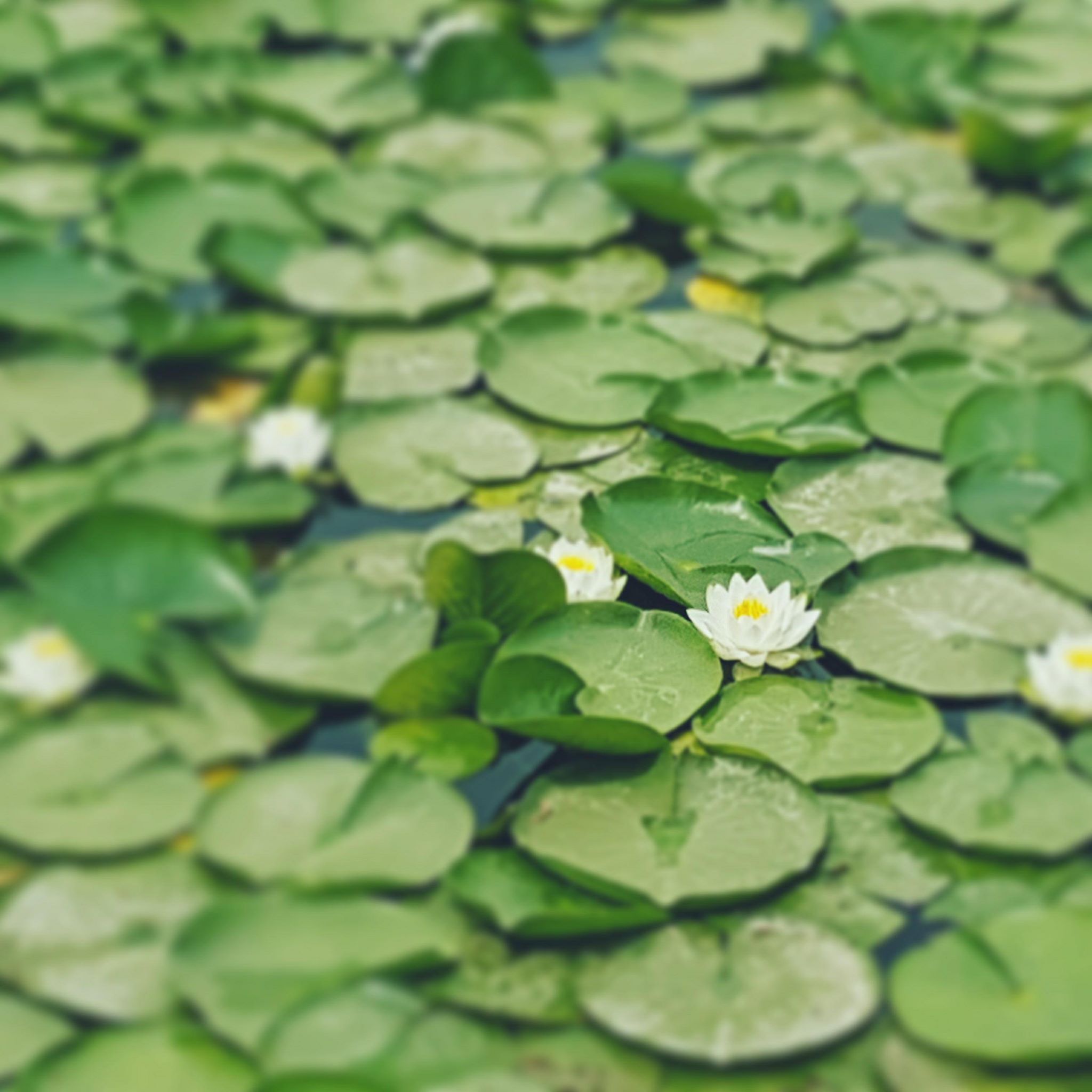 gyeongbokgung-lotus-flower