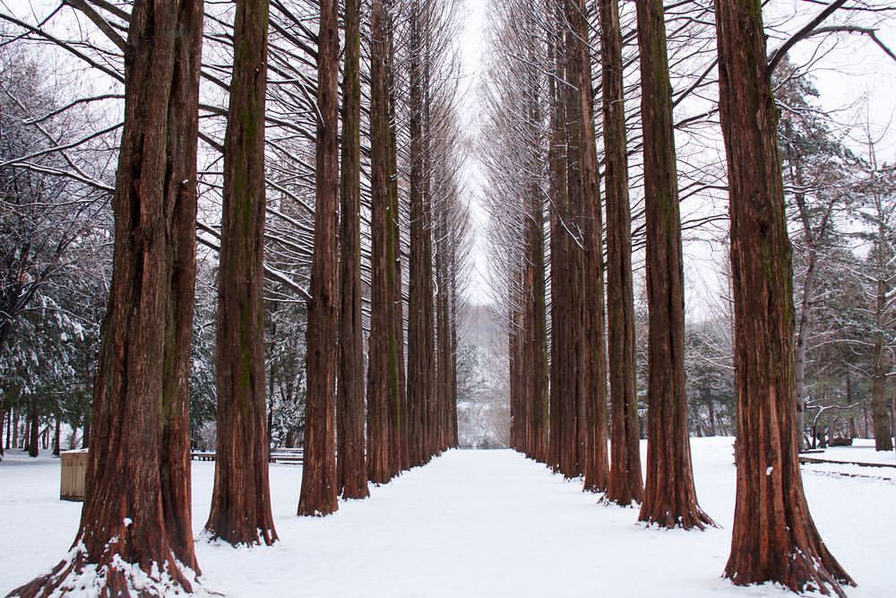 Nami Island and Vivaldi Park 1-Day Winter Ski and Snowboard Lesson ...