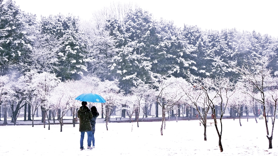 Nami Island Winter Travel