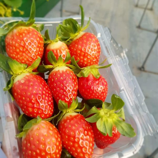 Top 4 Ways to enjoy Winter Strawberry Season in South Korea