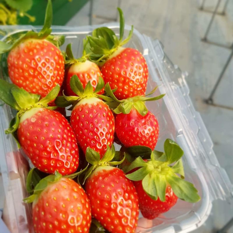 Strawberry Picking Farm, Nami island and Petite France all in one day