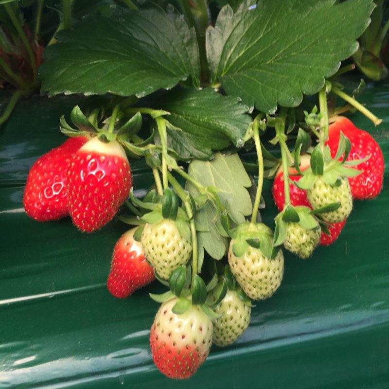 Strawberry Picking Farm, Nami island and Petite France all in one day