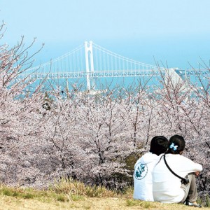 busan-cherry-blossom-mt-hwangnyeong-ring-road
