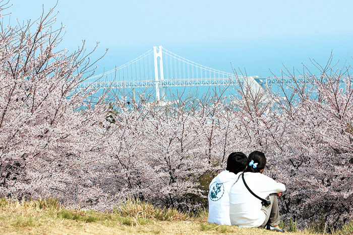 busan-cherry-blossom-mt-hwangnyeong-ring-road