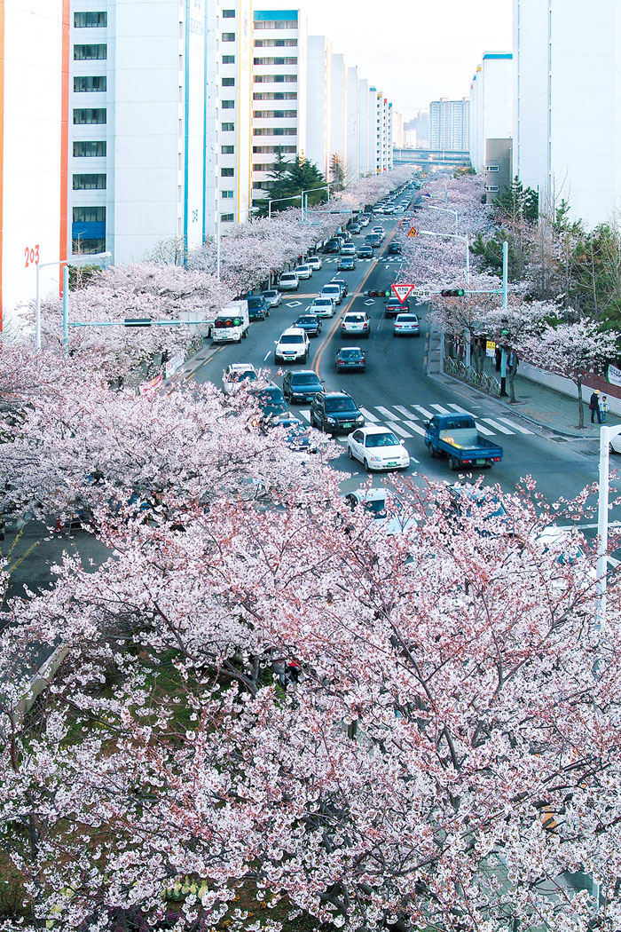 busan-cherry-blossom-namcheon-dong-road