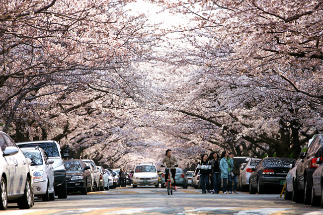 namcheon-dong-cherry-blossom-road-busan-2018