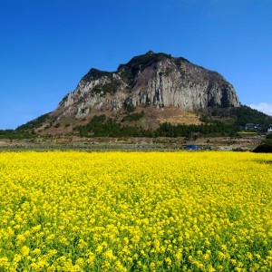 jeju-island-sanbangsan-canola-flowers