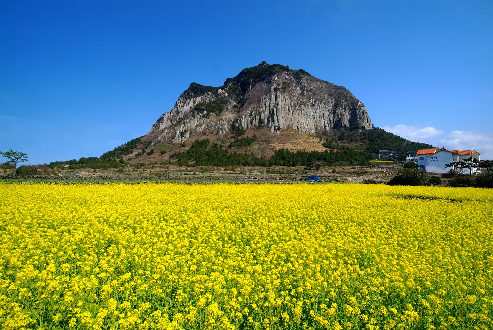 jeju-island-sanbangsan-canola-flowers