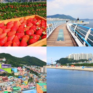Busan Tour_Strawberry_Songdo_Gamcheon Village_Dadaepo