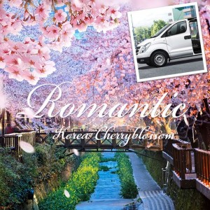 2018-Best-Spring-Cherry-Blossom-special-1-day-private-car-and-driver-in-Seoul