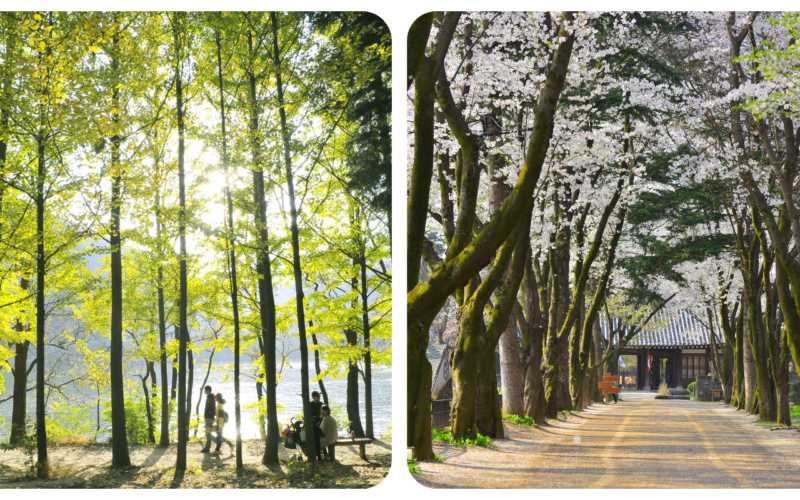 Nami Island Spring