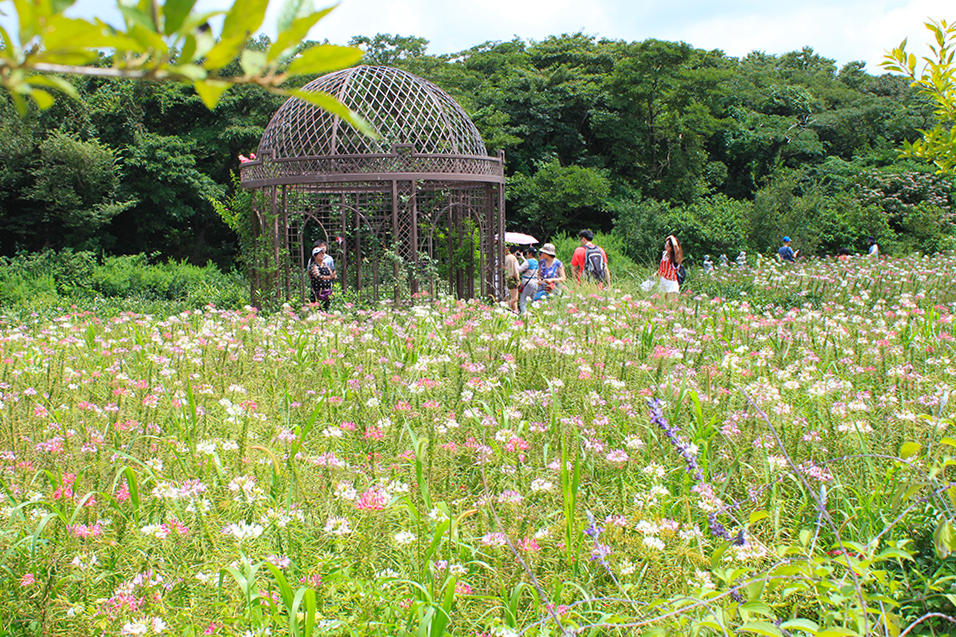 beautiful-eco-land-nature-scenery-jeju-island