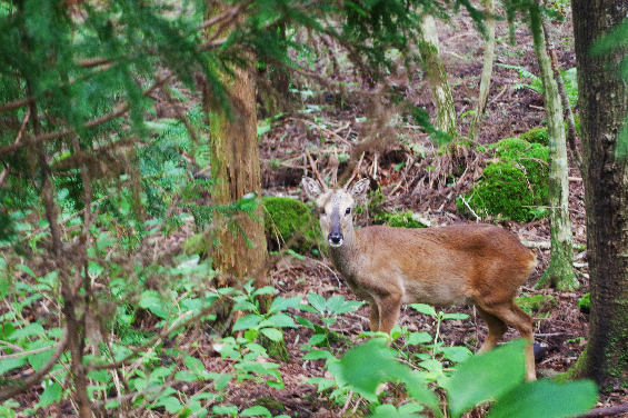 Saryeoni-Forest-Path-deer-animal-jeju-island