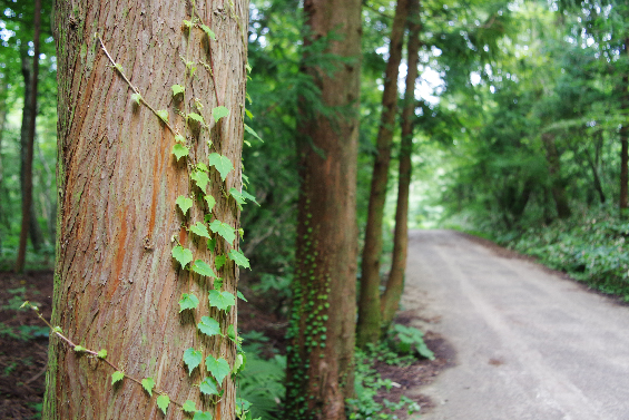 Saryeoni-Forest-Path-pretty-trees-jeju-island