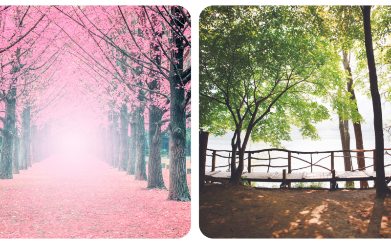 Nami Island Spring 2