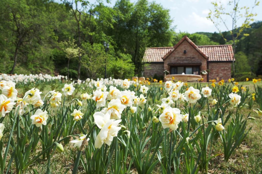 jade-garden-outside-pretty-nature-chuncheon-flowers