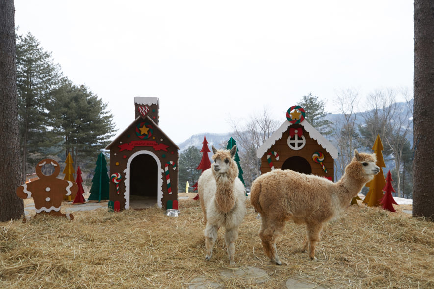 Alpaca World and Jade Garden 1Day Tour | KoreaTravelEasy