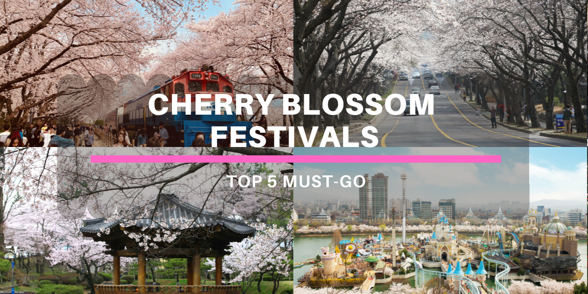 cherry blossom festivals cover with text