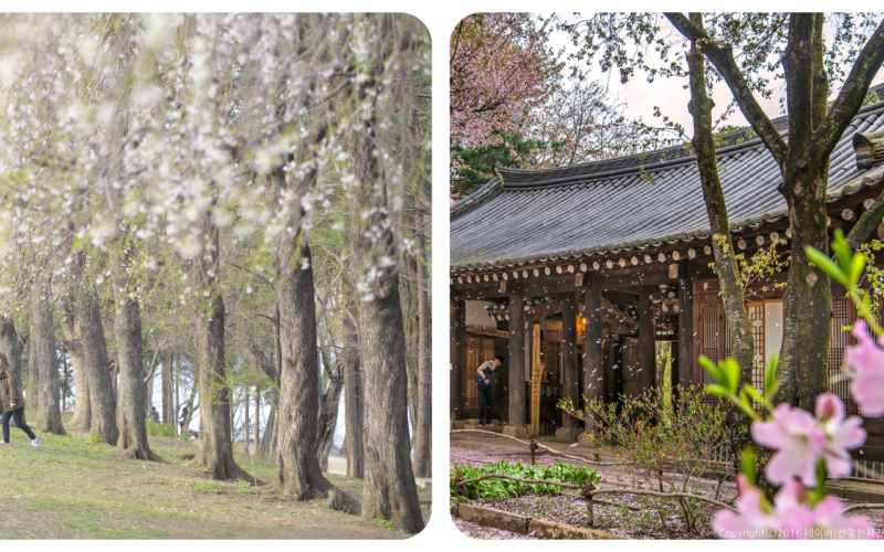 Nami Island Spring 3