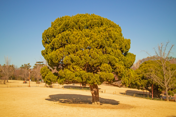 Dalseong Park (BTS V Tour)1.jpg