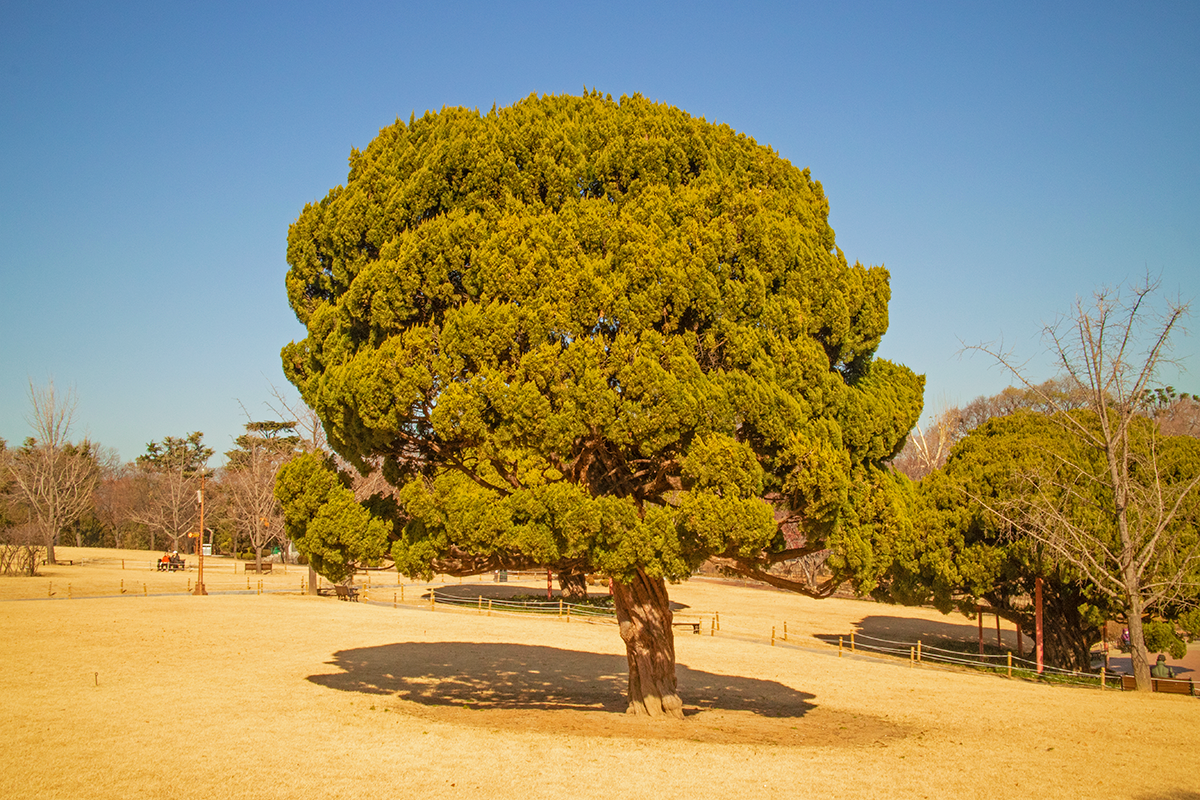 Dalseong Park (BTS V Tour)1.jpg