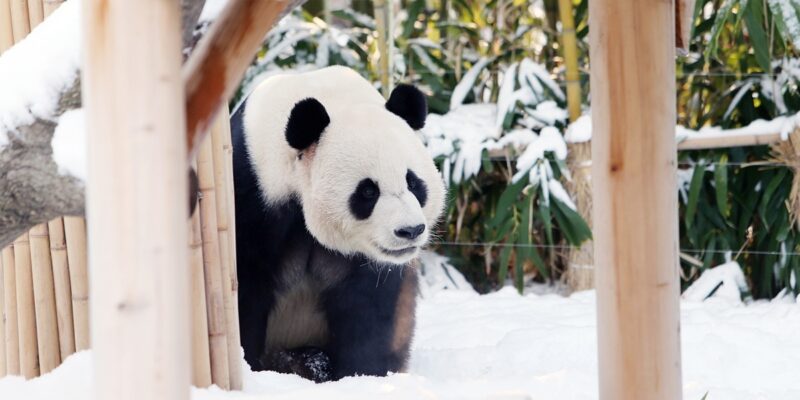 Everland - Ai Bao and Le Bao
