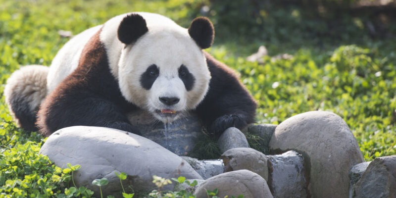 Everland - Ai Bao and Le Bao