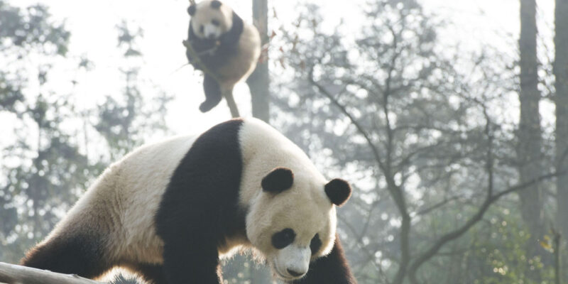 Everland - Ai Bao and Le Bao