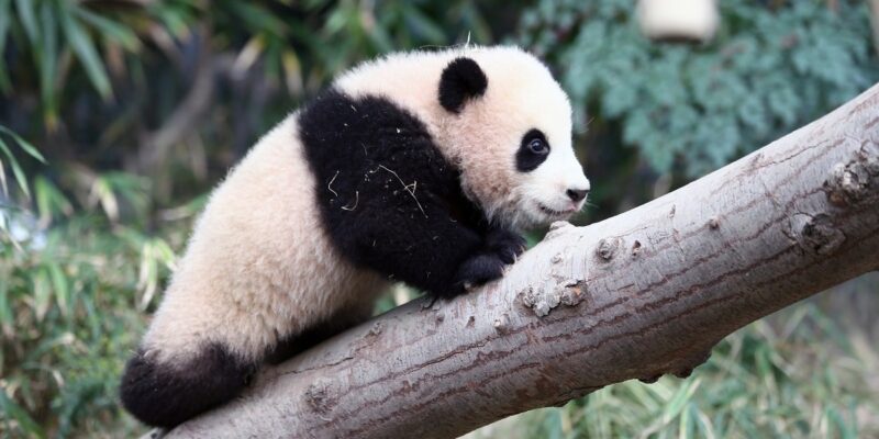 Everland - Fu Bao