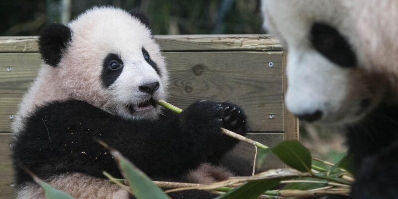 Everland - Fu Bao