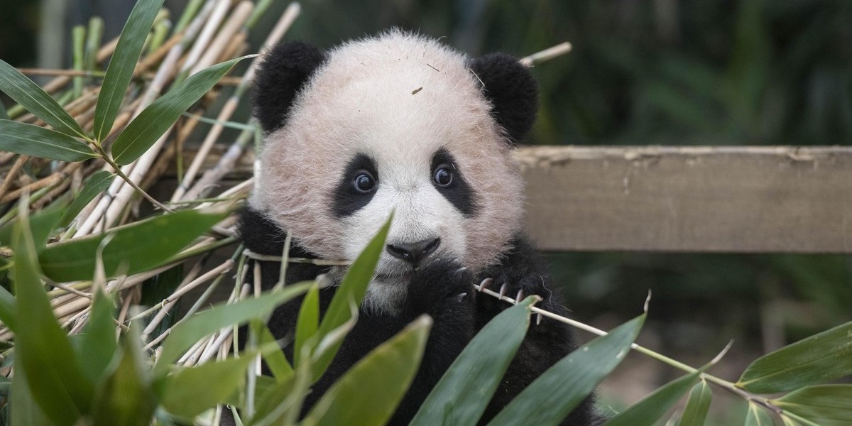 Everland - Fu Bao
